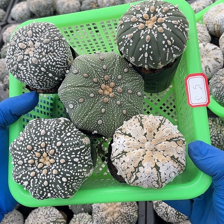 50号5颗兜瑕疵特价