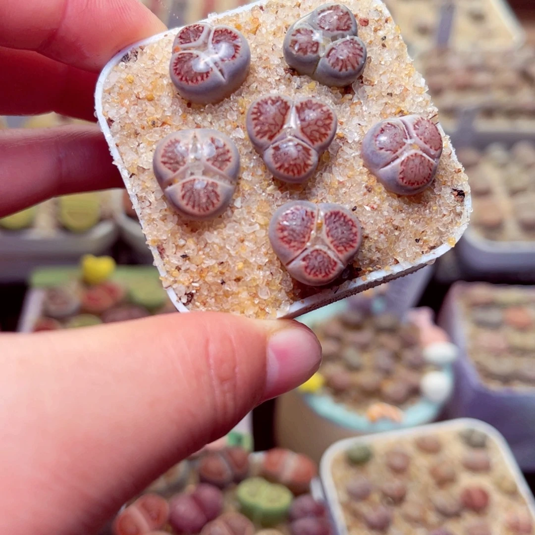 463号带盆包邮发货