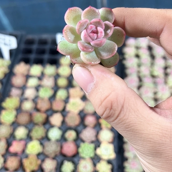 琴心 满10颗包邮