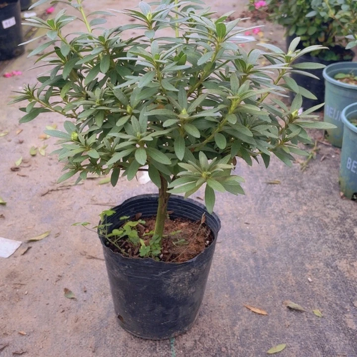 完全开放岸牡丹杜鹃花