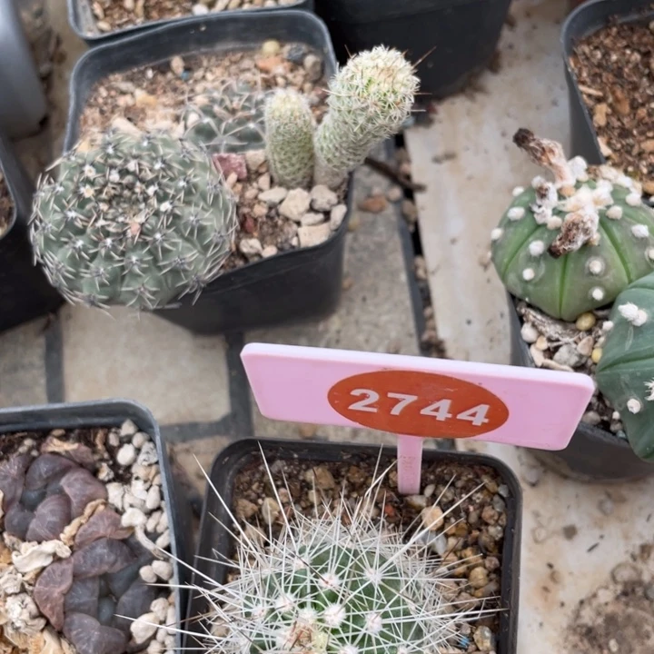 实生狂刺虾27442744