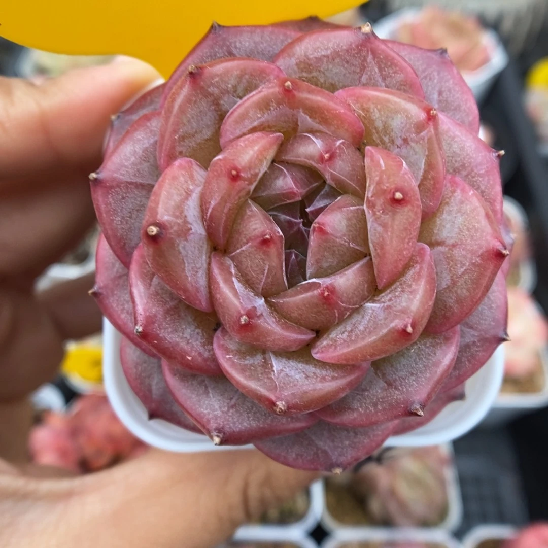 魅影珍妮可拍5326号