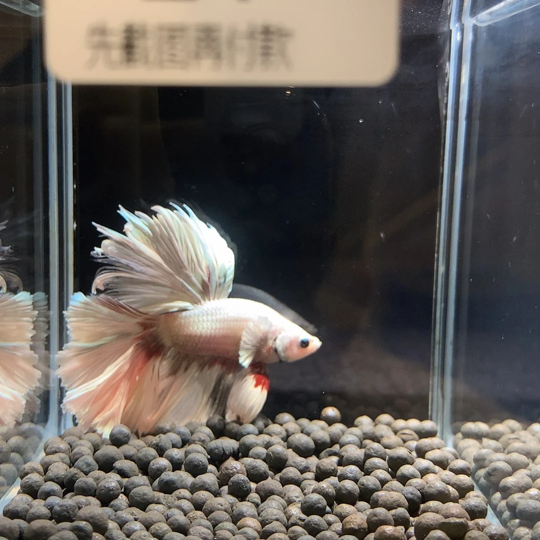 O***h斗鱼泰国斗鱼七弟21