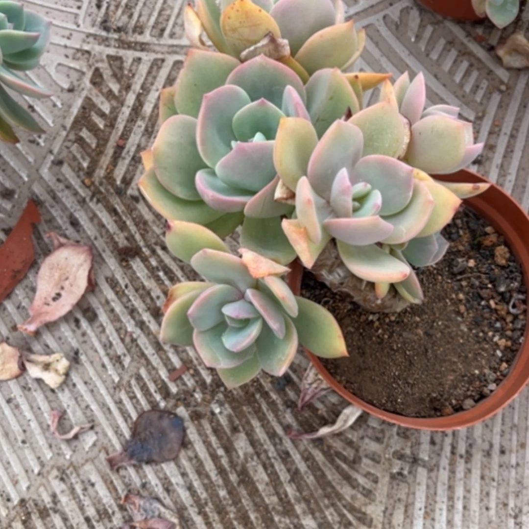 【闪购商品】霖*妈白凤