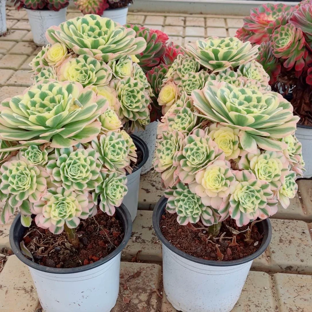 模特迈巴赫量拍多肉法师一个