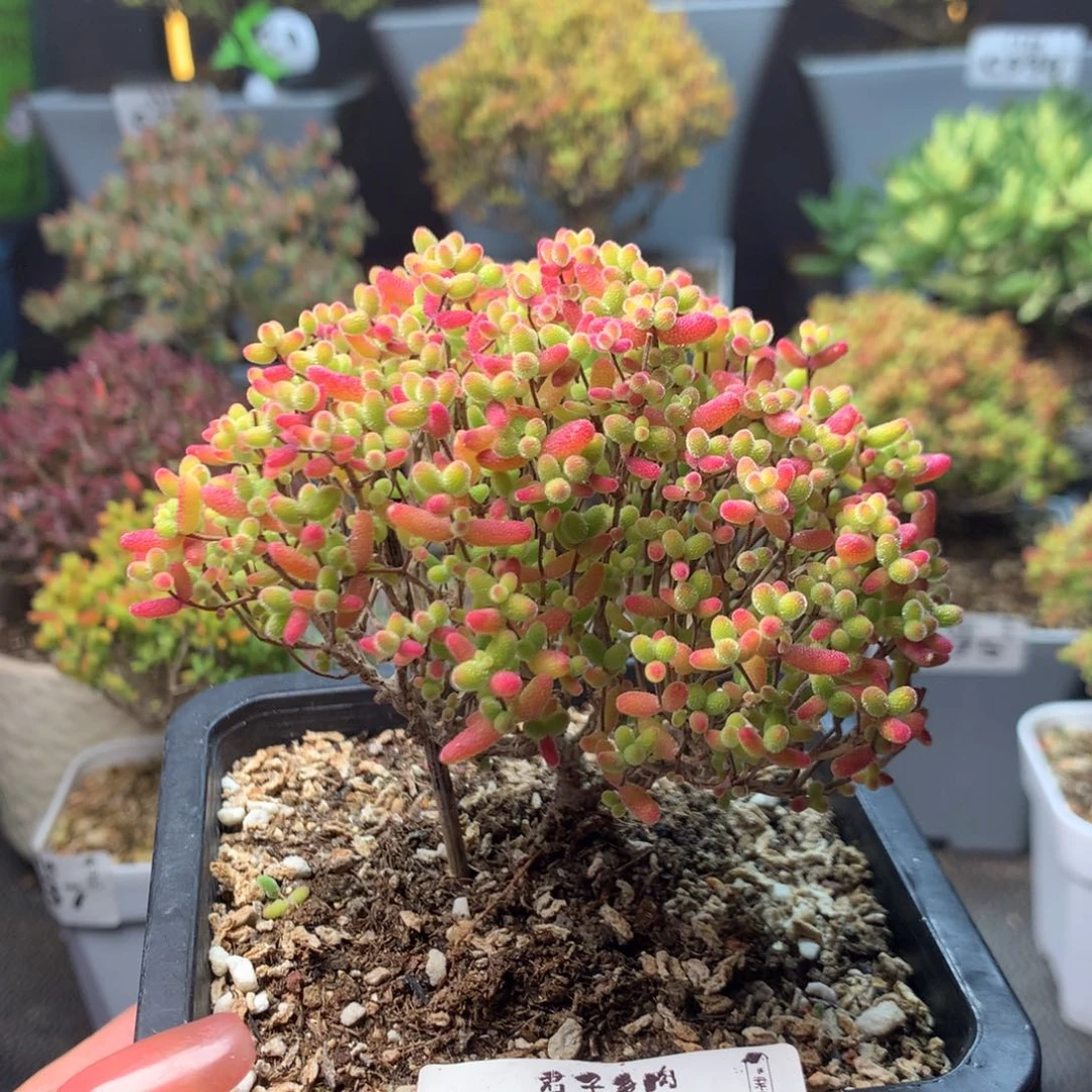 170蜜橘糖球