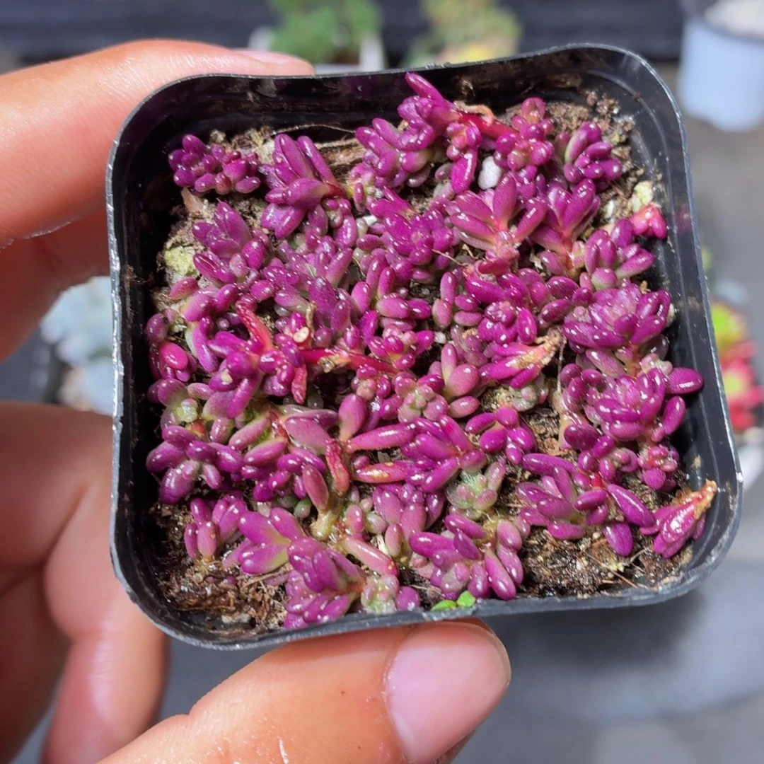 紫米粒多肉9.9包邮发货