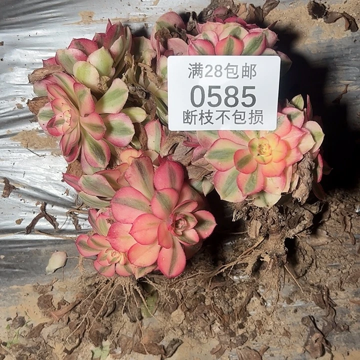 *****0585倾城丛林四颗