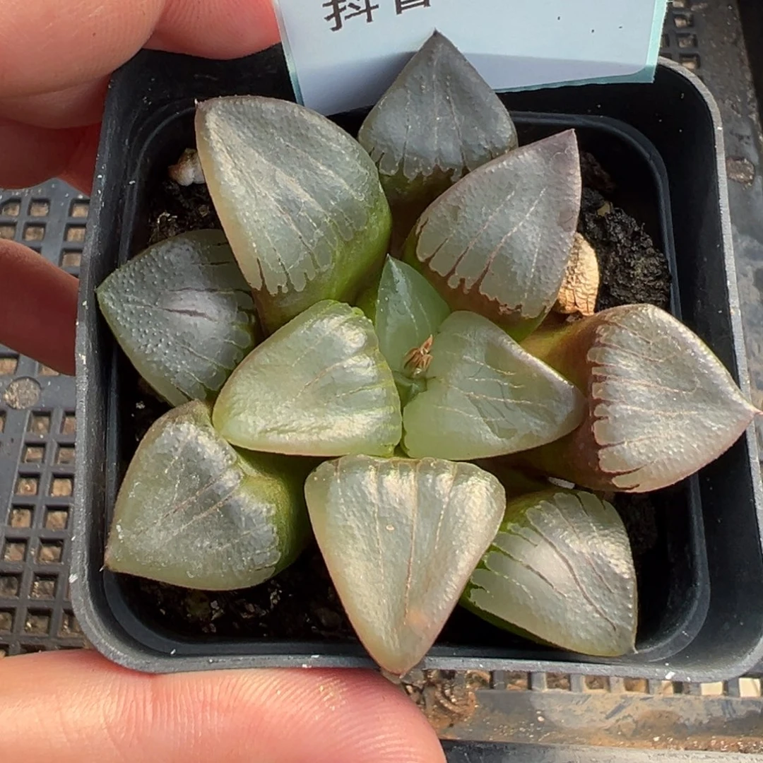 20-14克里克特多肉