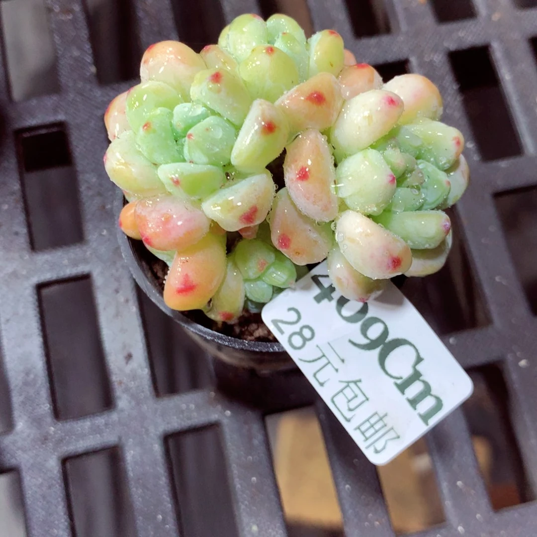 5厘米盆精控多肉409