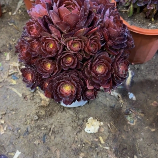 桃花石13.99加急发明天早上