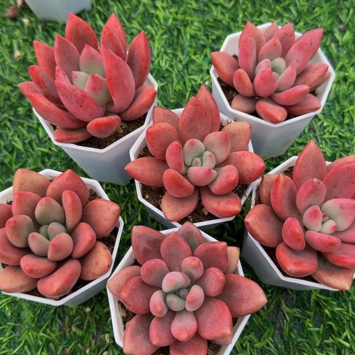 桃花源两颗。