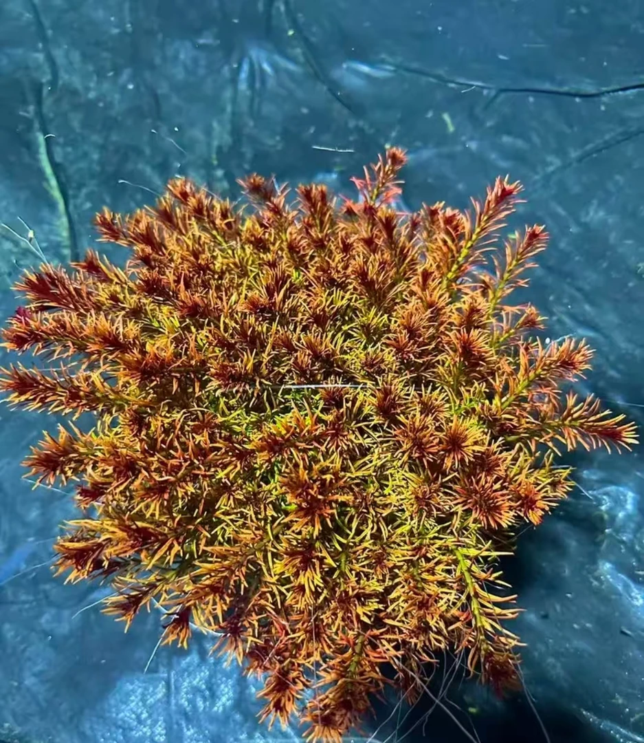 【水下叶】十字牛顿打头修剪水草鱼缸造景中后景水草