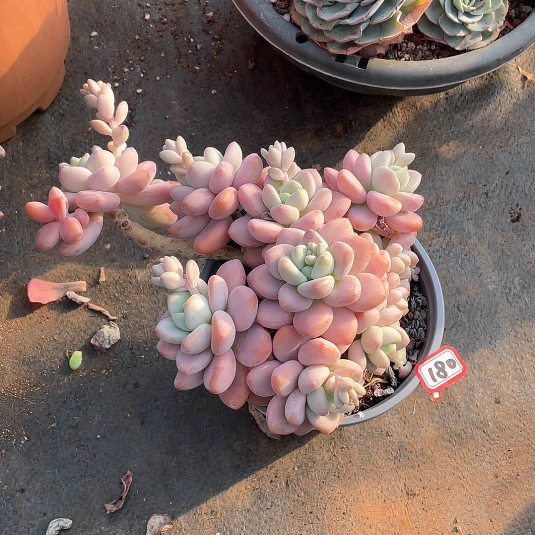 180洛神一物一拍多肉