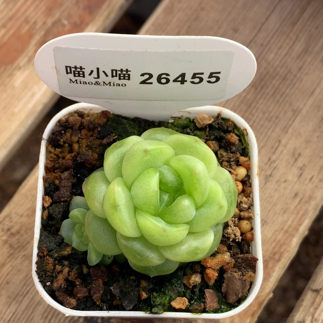 珠***珠多肉植物杂交珍妮