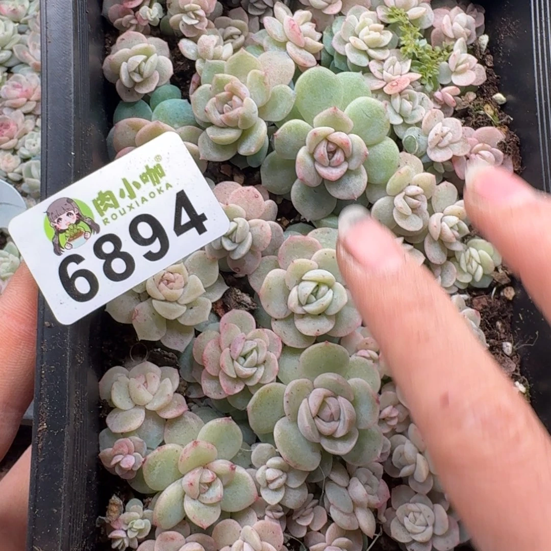 今***丶多肉植物多肉植物