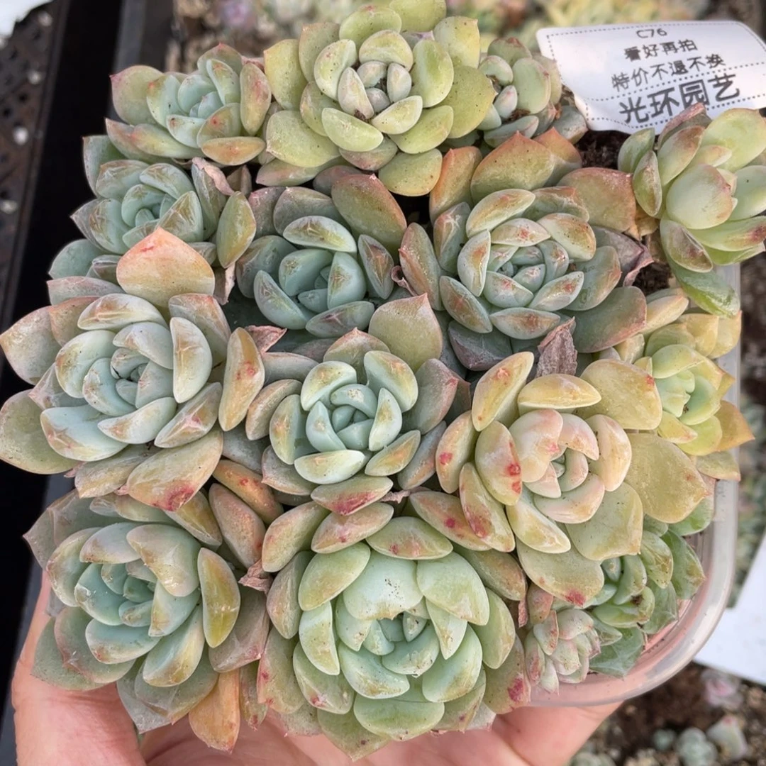 C76七妹播种切糕苗苗