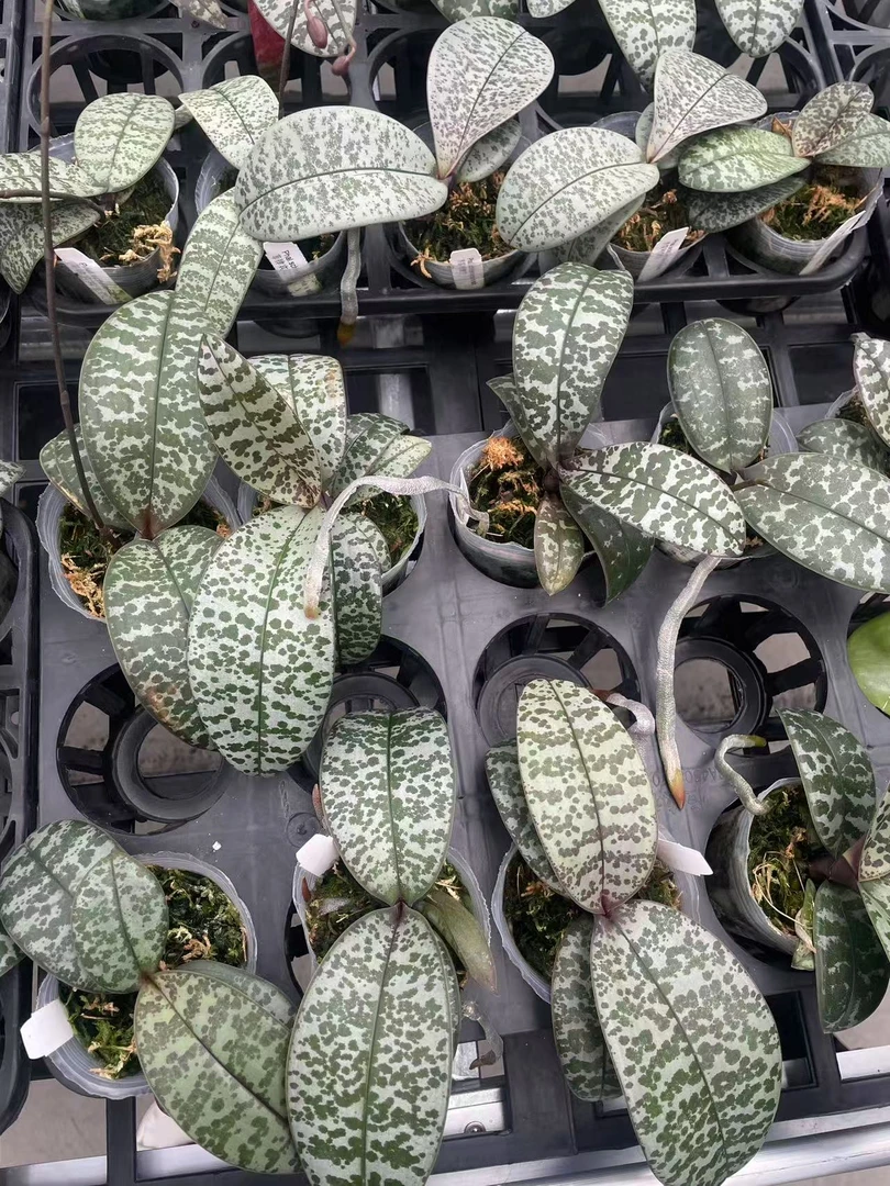 2.5寸 盲盒西（苗/抽梗苗）