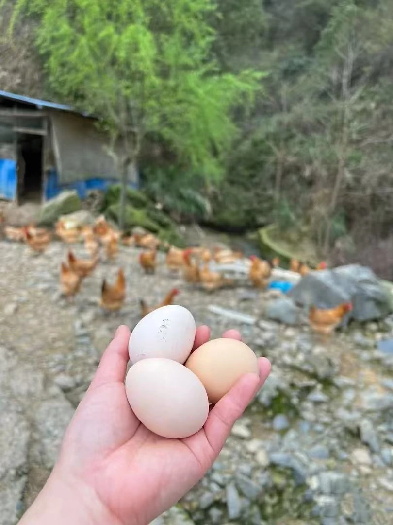 正宗农村散养土鸡蛋10枚