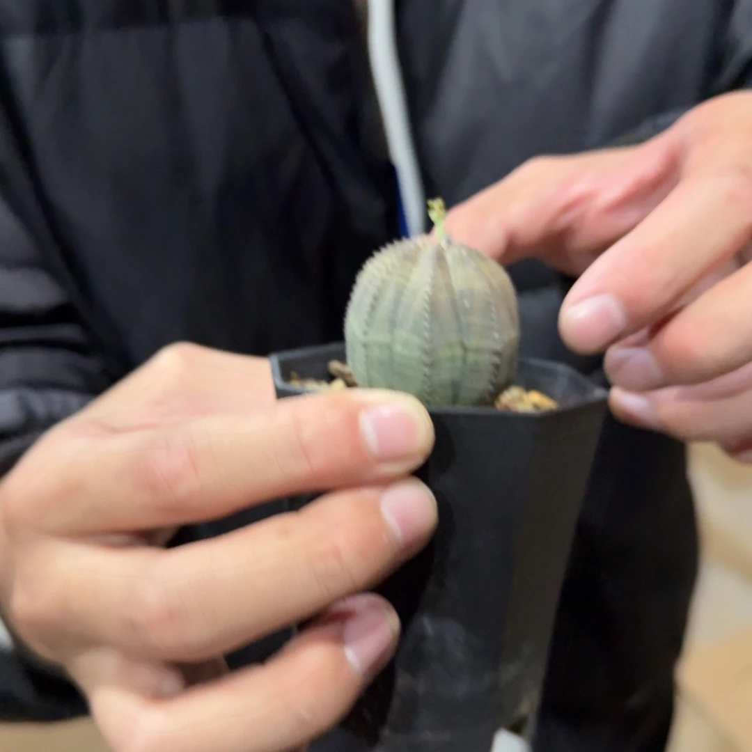 实生根带瑕布纹球