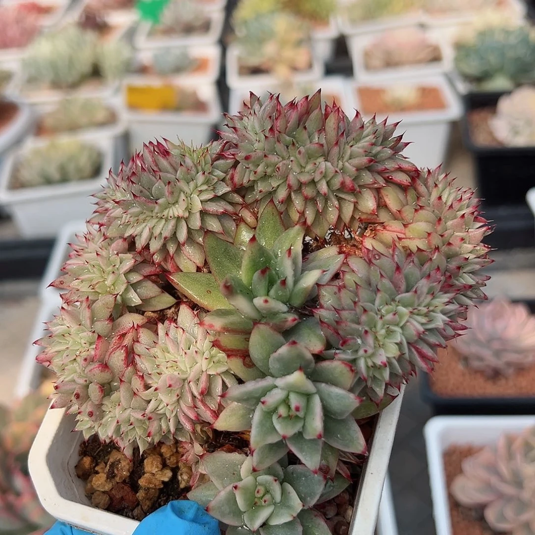 东云锦缀化，多肉植物