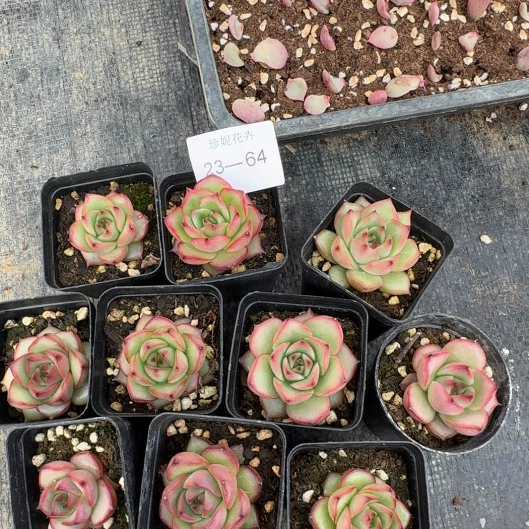 万宝龙东云杂交一颗量拍23-64