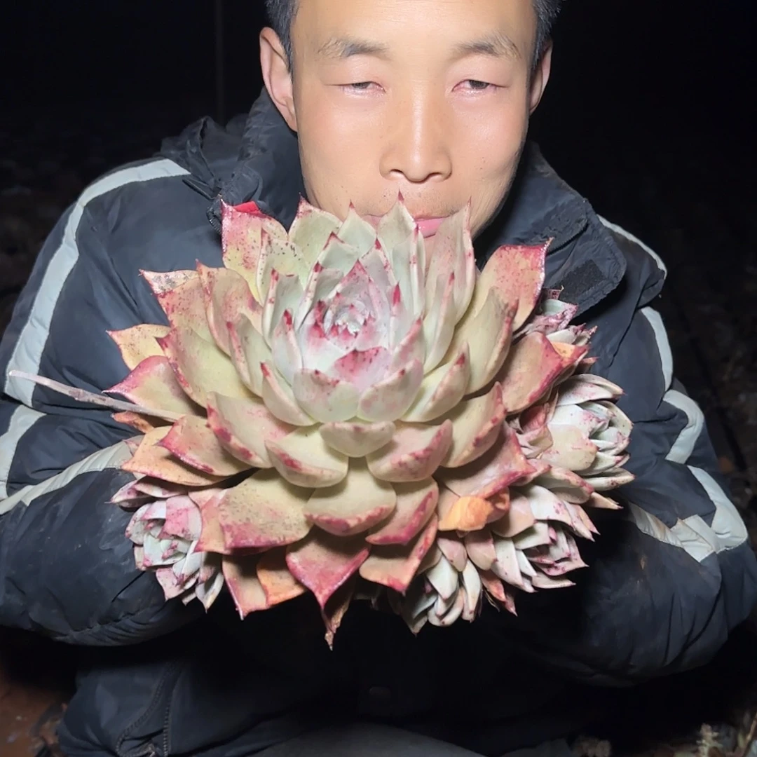 地栽后叶饺子皮多肉1棵