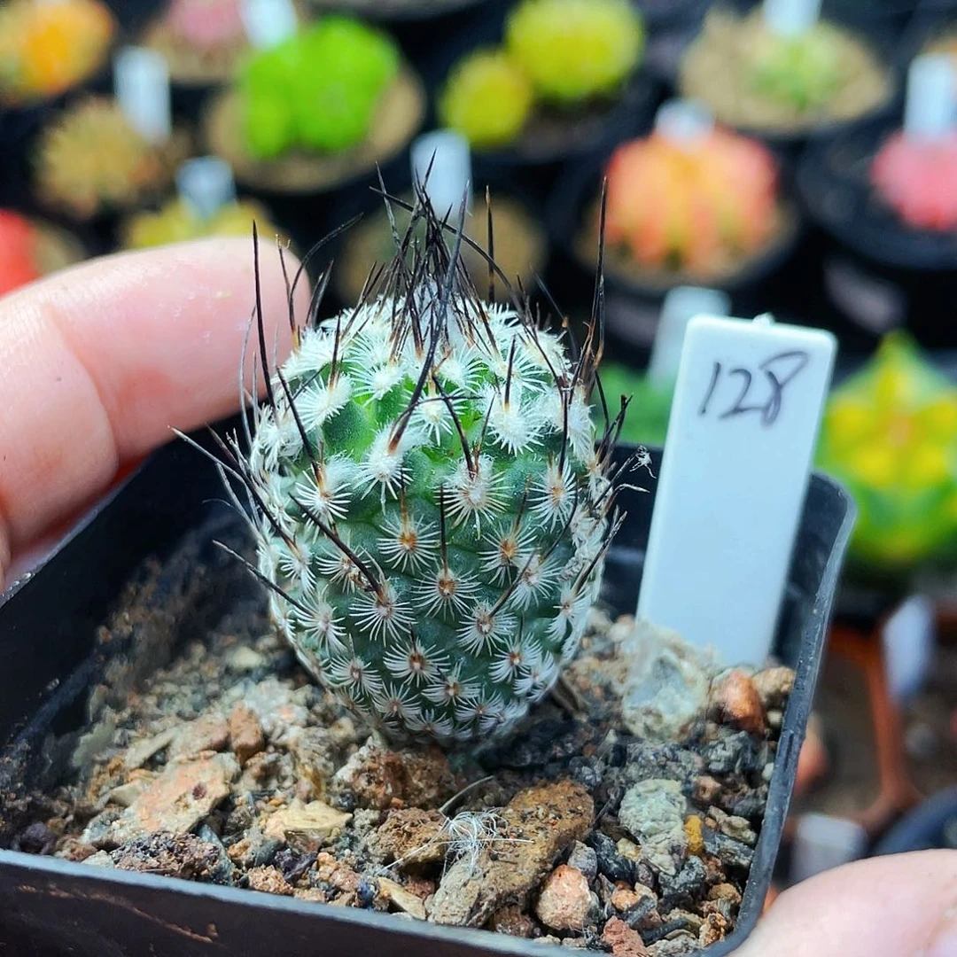 非偏远地区满25包邮裸根仙人球