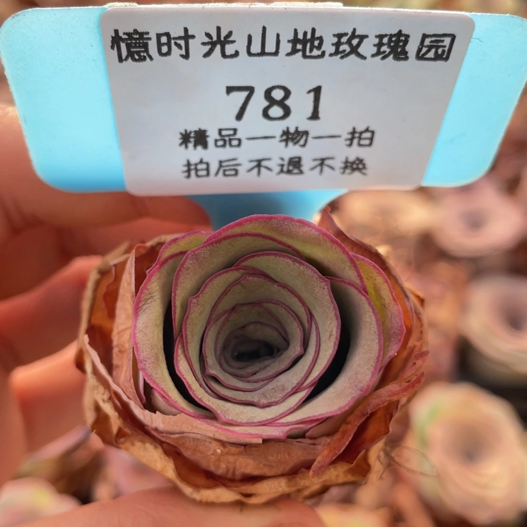 山地玫瑰781裸根发货不售后