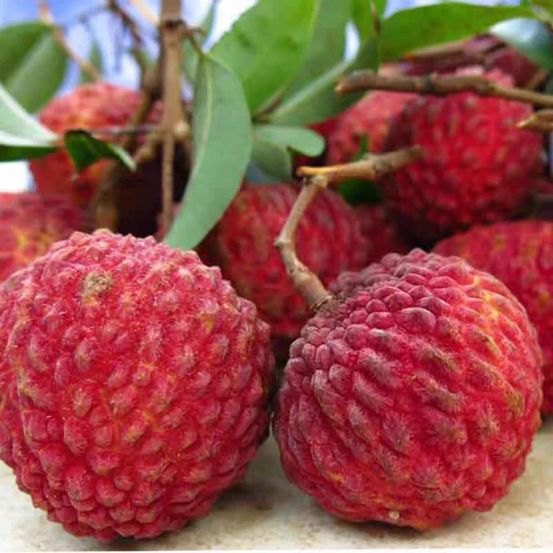 【京东空运】海南火山口特大荔枝王618当季新鲜水果现摘现发巨无霸