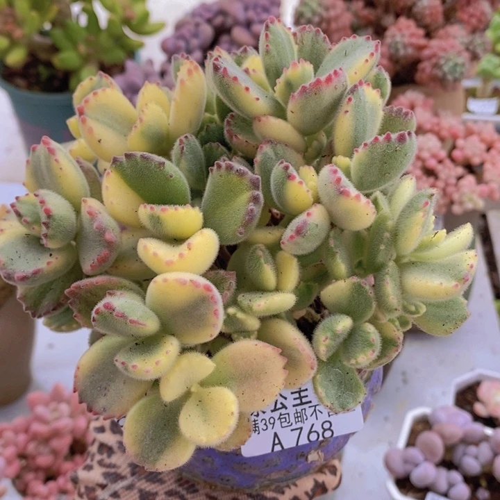 彩熊不包整12cm768多肉酱