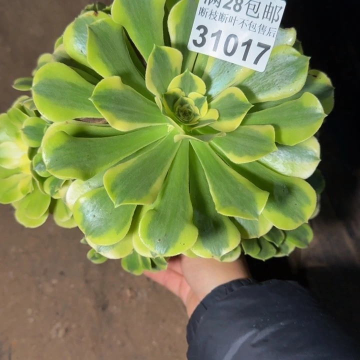 31017绿豆沙不包断枝