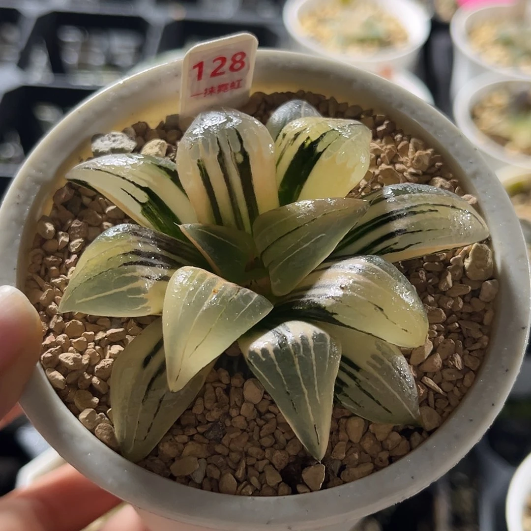 128红纹寿锦福利福利