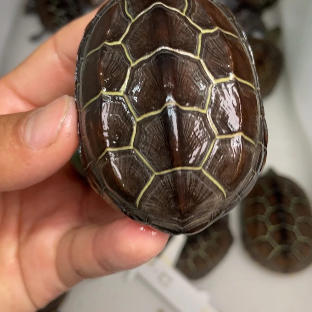 中华草龟公母搭配