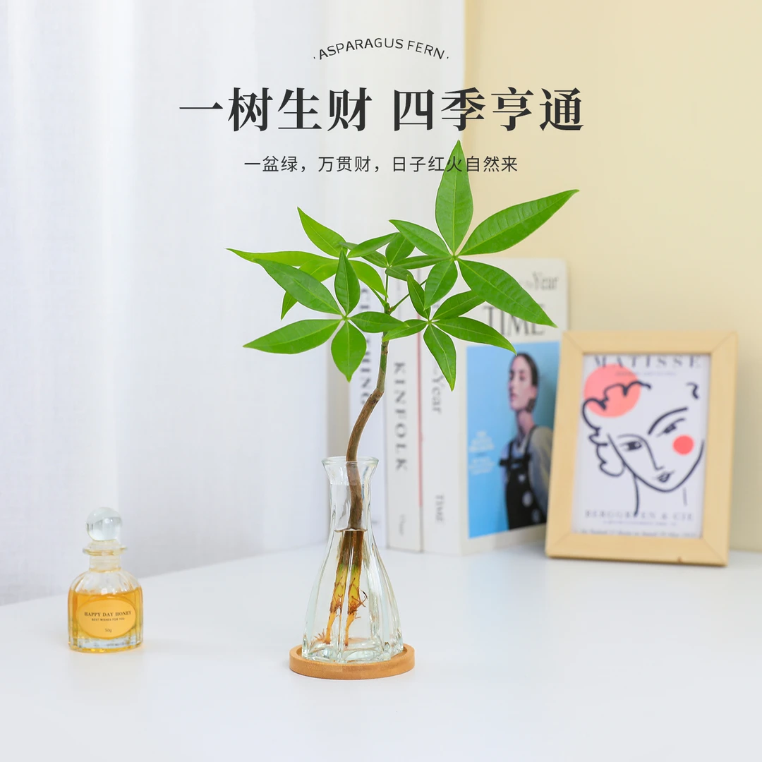 水培发财树室内桌面小盆栽四季常青好养办公室绿植招财植物摆件