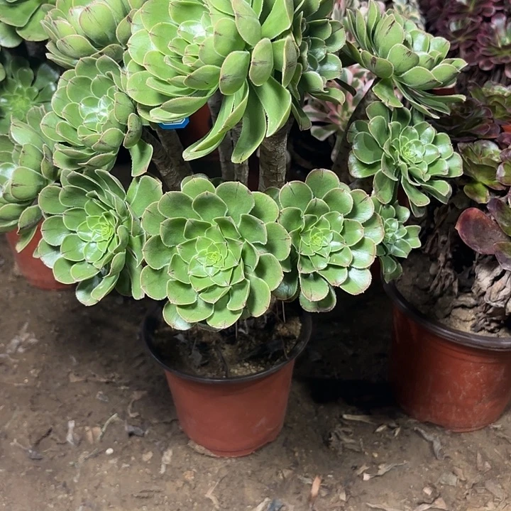 多肉植物原始绿23