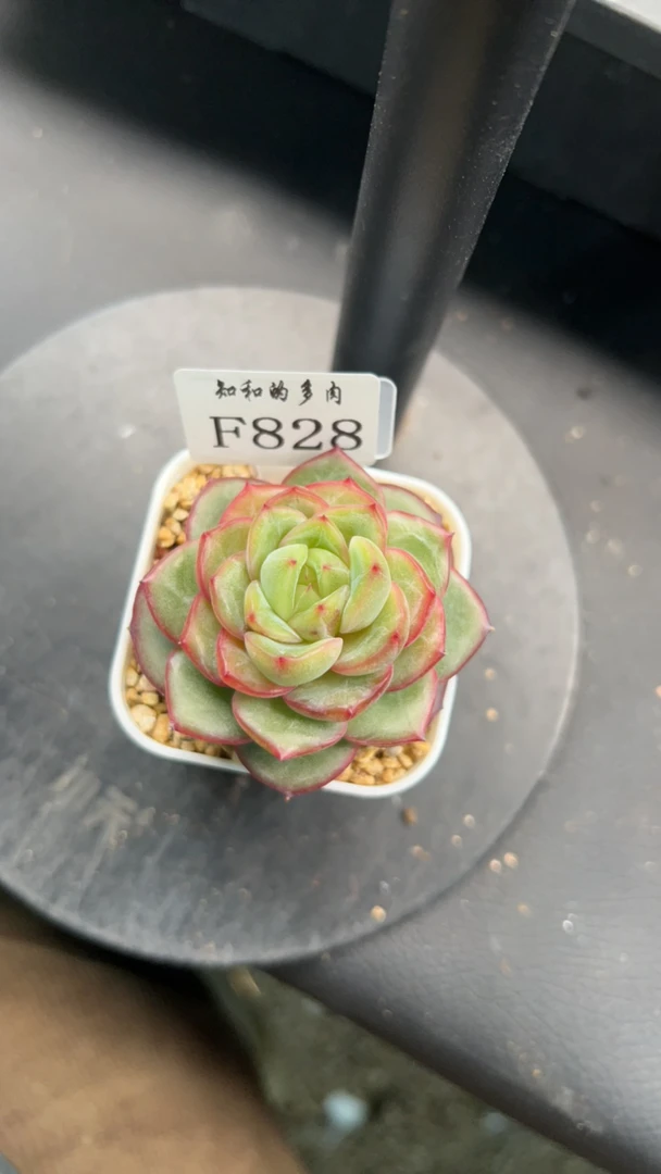 知和的多肉F828专拍链接