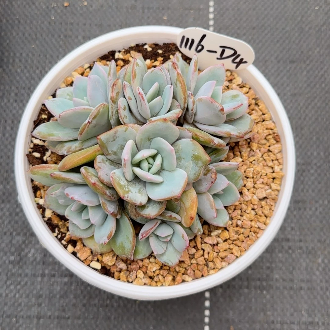 啊***yD4阿啊阿啊阿啊阿啊