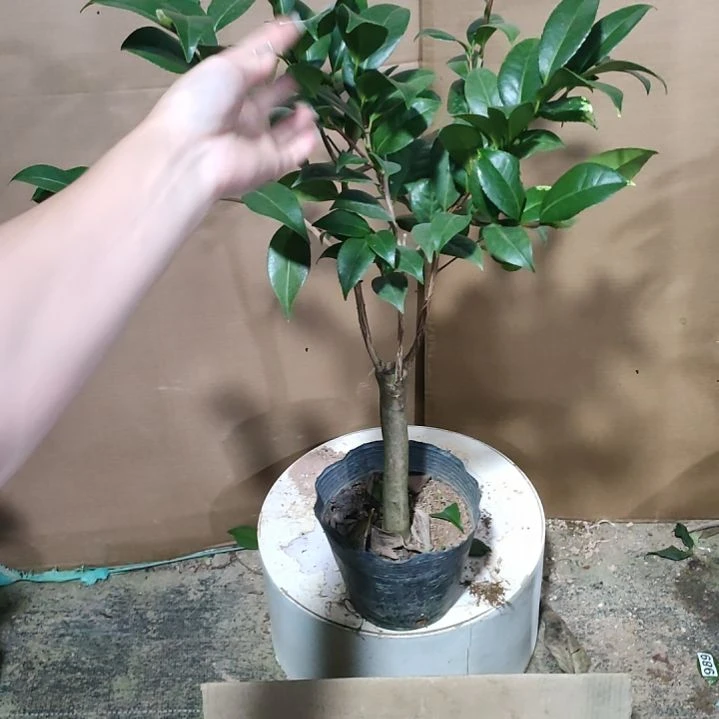 96三品，原盆原土发货，不包邮