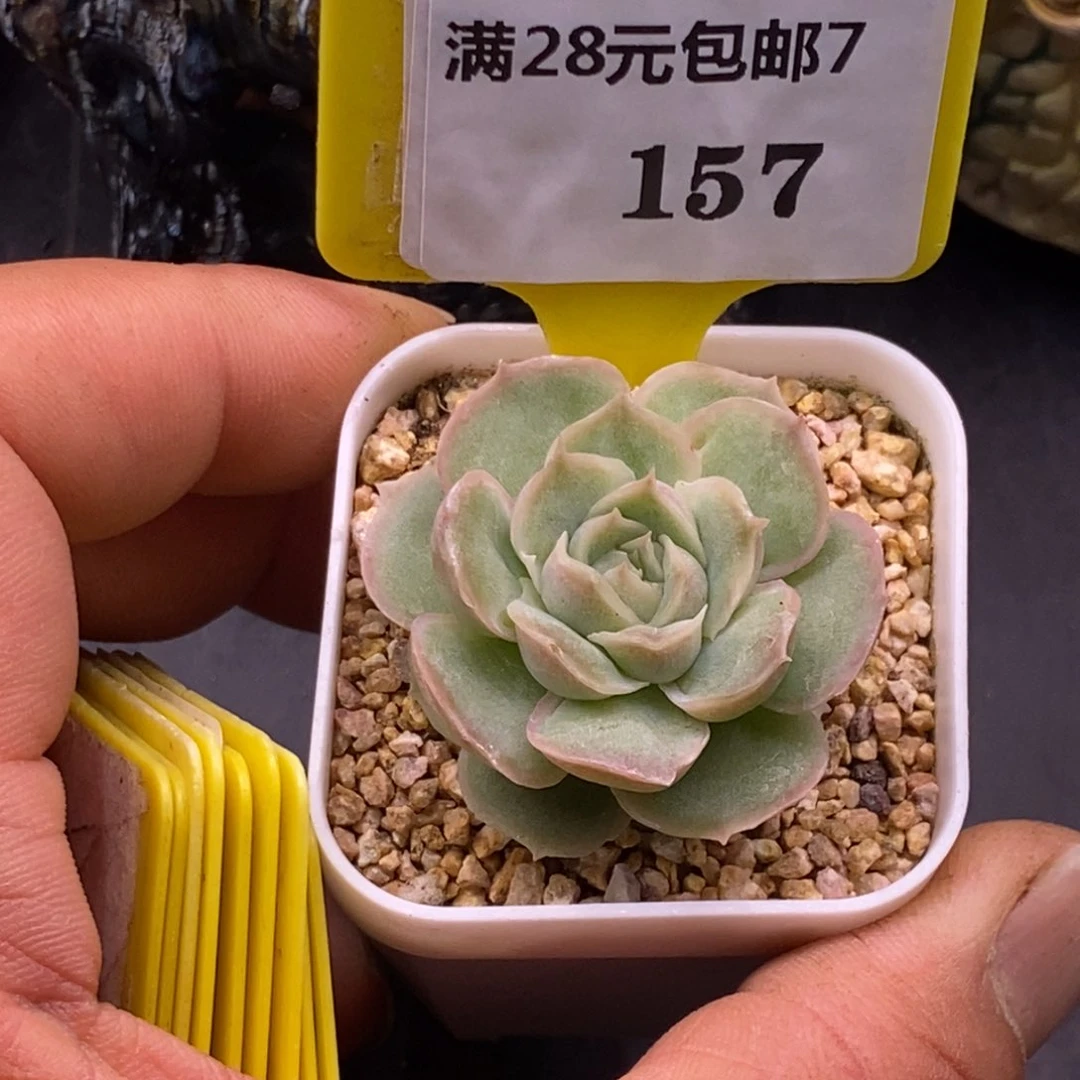 7157水晶虾饺多肉植物……