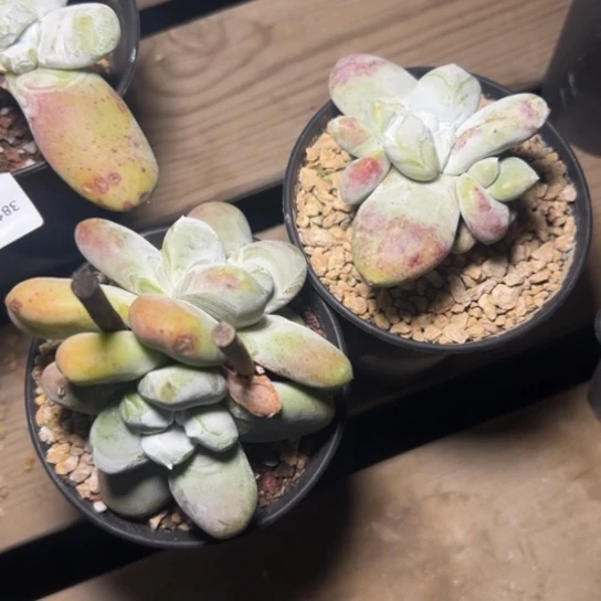 春*谢谢姐姐～一物一拍7272