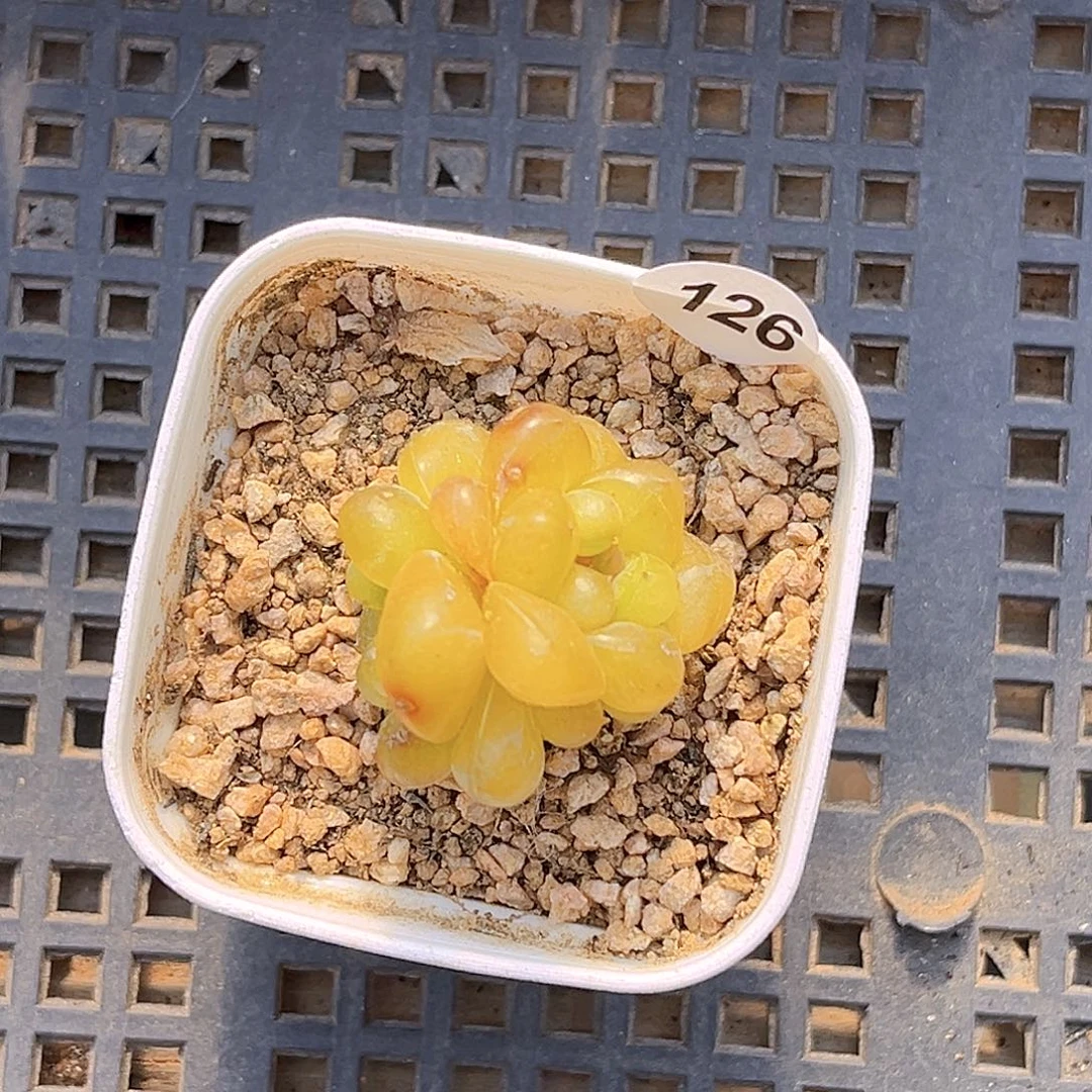 126 碧游仙子珍妮 满18包邮