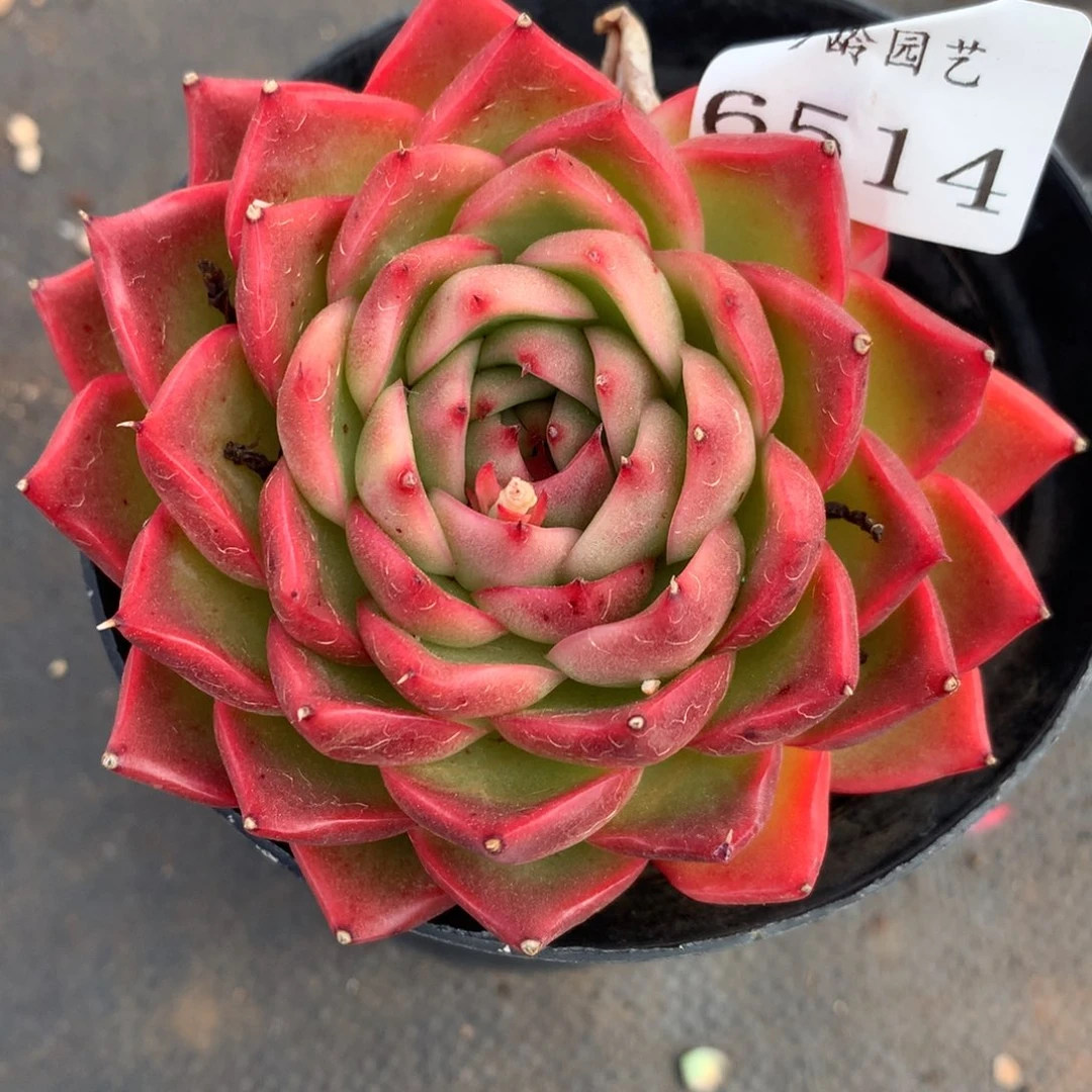 6514杂交多肉植物