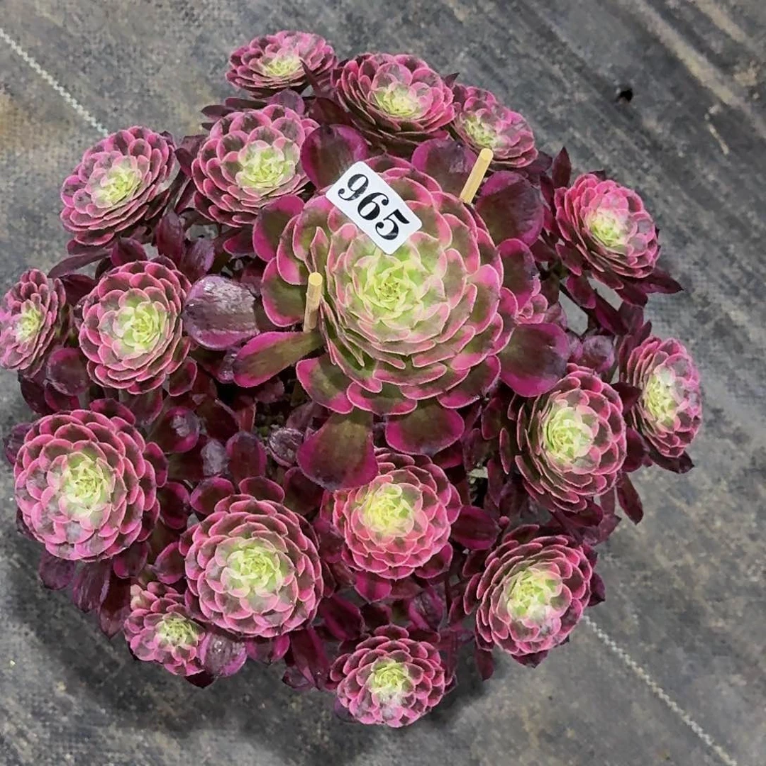 简****）965霁月嫩桩多肉植物