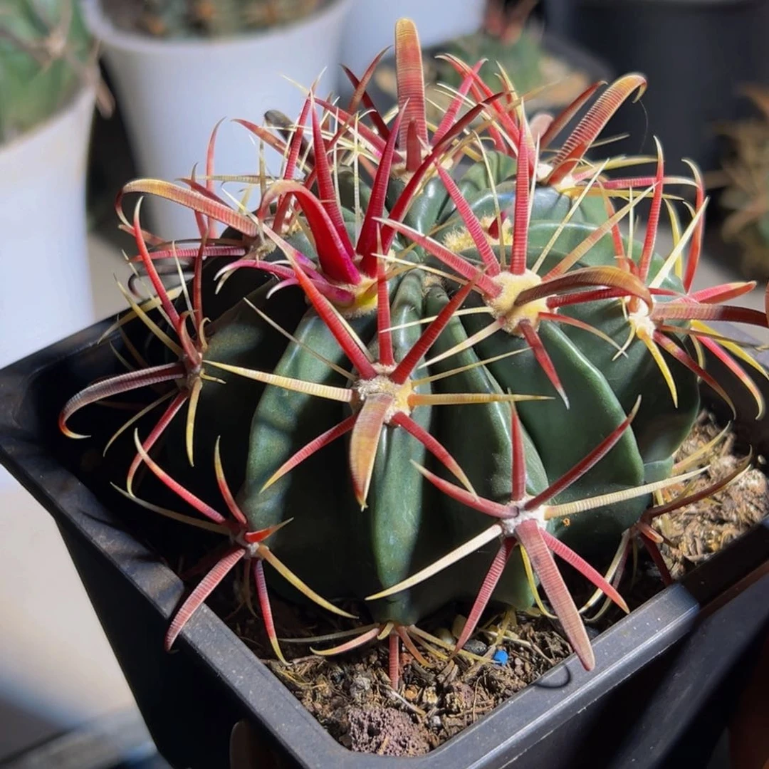 墨西哥丸叶狂刺勾刺99