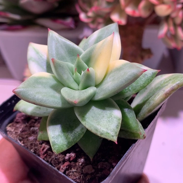 杂交锦锦锦拉丝锦