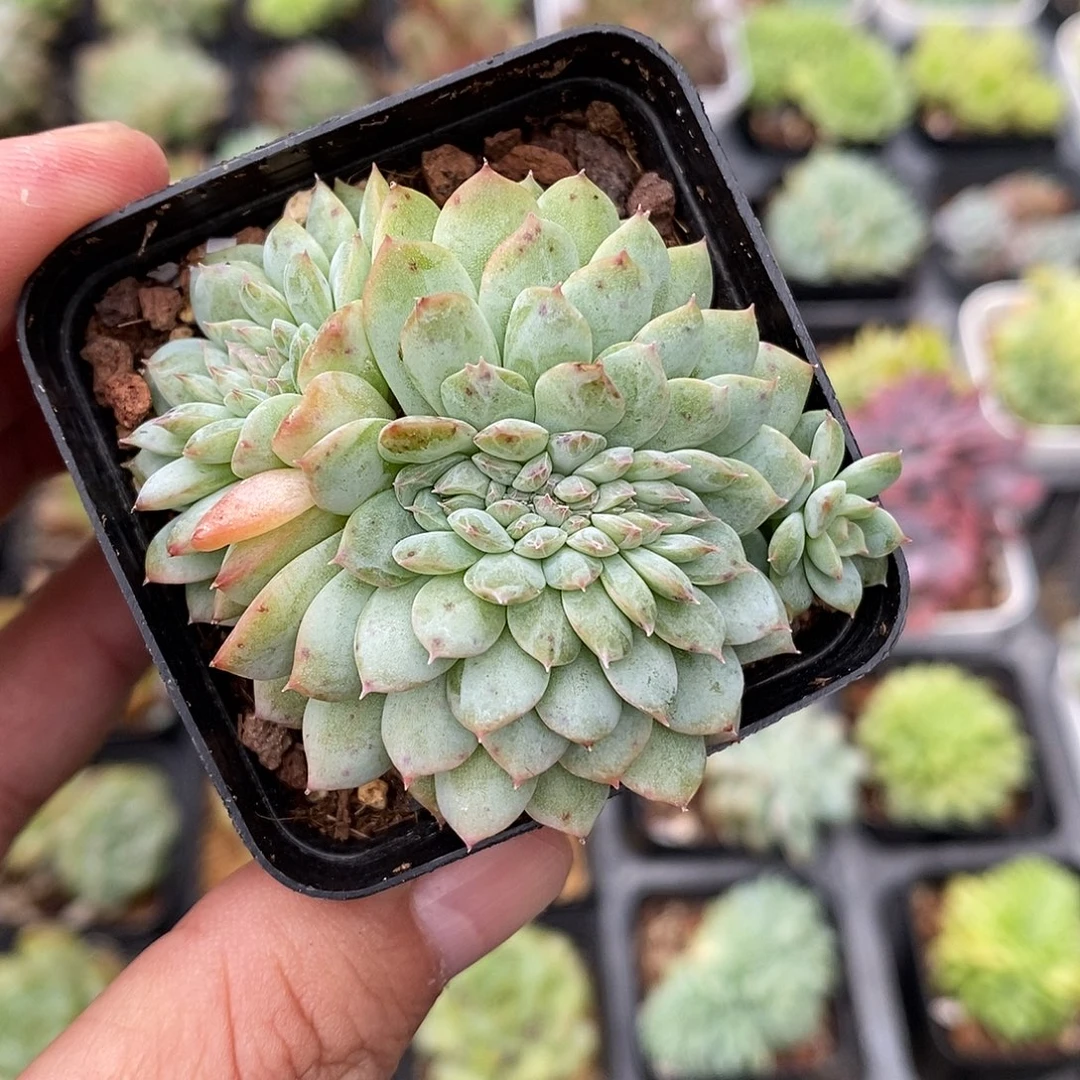 糖心杂缀化30包邮非偏远