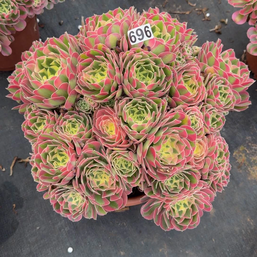 696多肉植物多肉植物