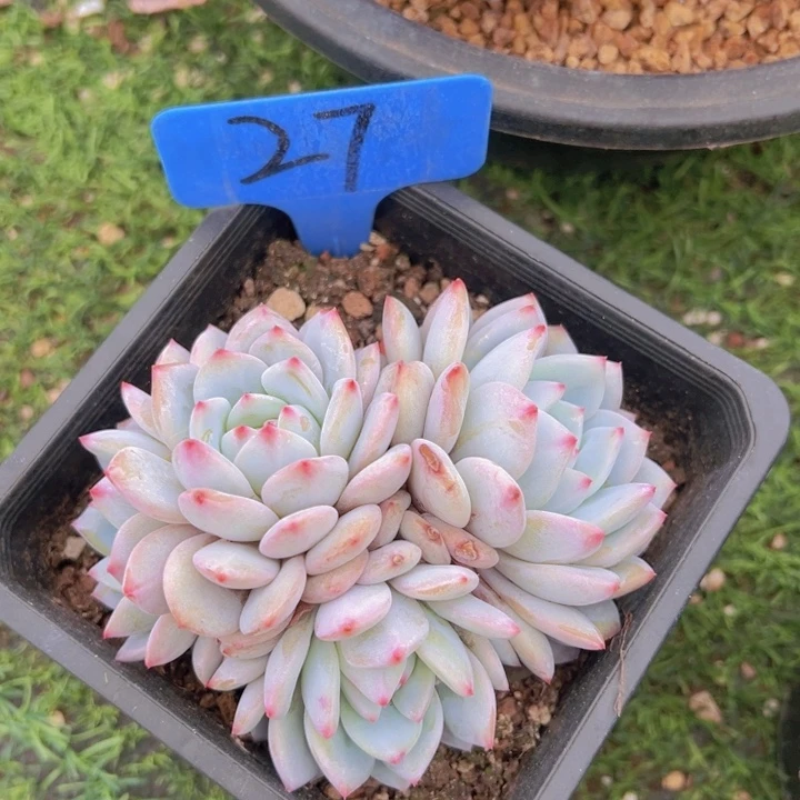 健健康康平平安安