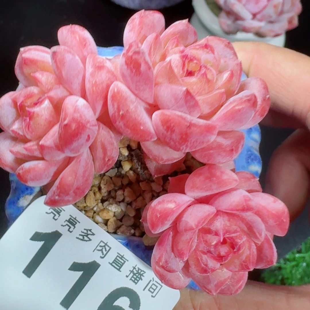 糖钻      愿你一路坦途，乘风破浪展宏图